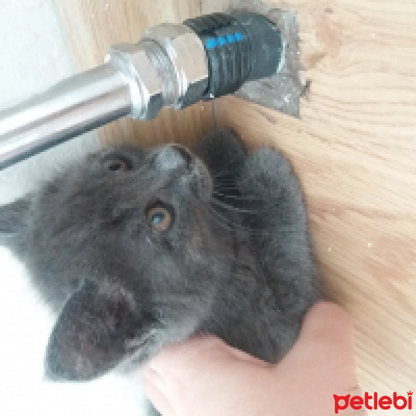British Shorthair, Kedi  Duman fotoğrafı