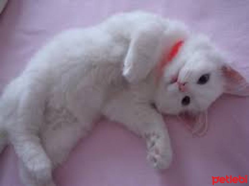 Van Kedisi, Kedi  fındık fotoğrafı