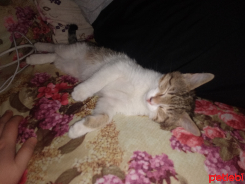 Tekir Kedi, Kedi  Pakize :) fotoğrafı