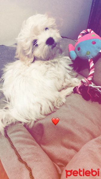 Maltese, Köpek  Pamuk fotoğrafı