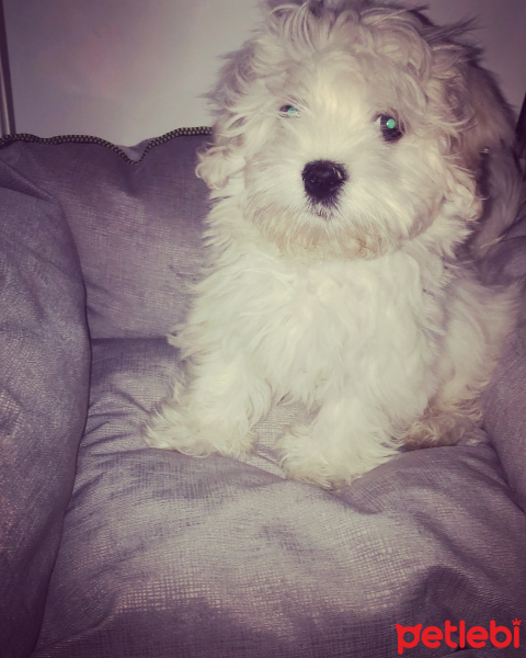 Maltese, Köpek  Pamuk fotoğrafı