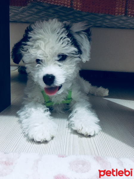 Maltese, Köpek  Boni fotoğrafı