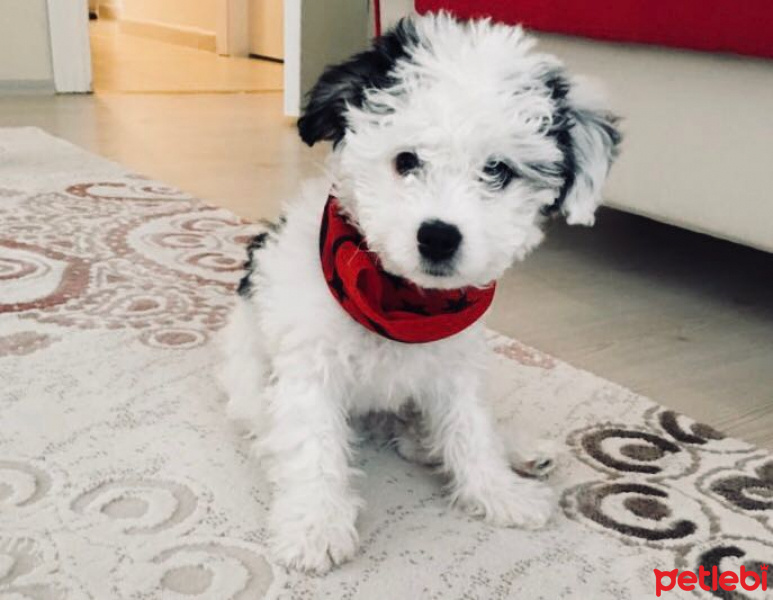 Maltese, Köpek  Boni fotoğrafı