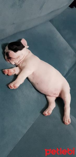 Fransız Bulldog, Köpek  Lesley fotoğrafı