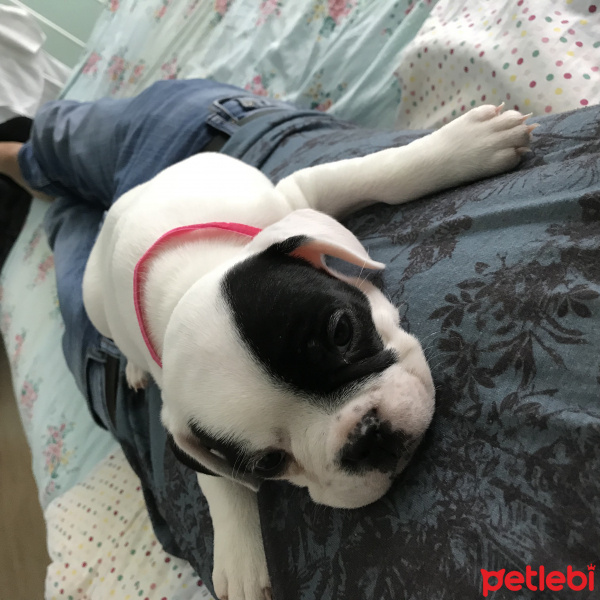 Fransız Bulldog, Köpek  Lesley fotoğrafı