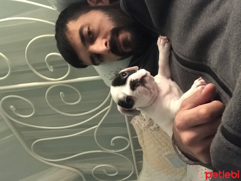 Fransız Bulldog, Köpek  Lesley fotoğrafı