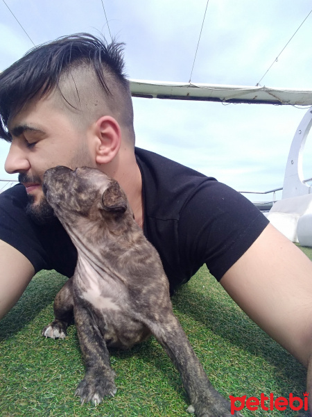 Amerikan Pitbull Terrier, Köpek  Mira fotoğrafı