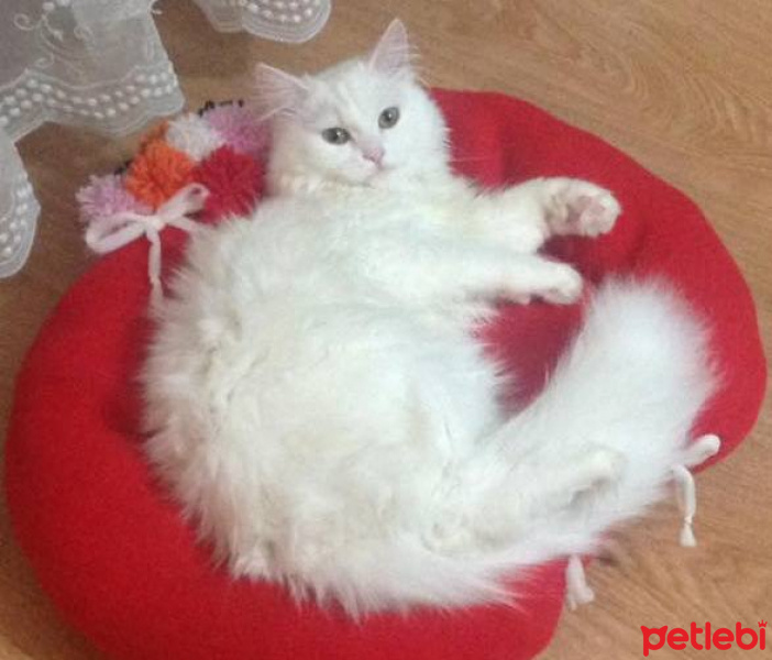 Ankara Kedisi, Kedi  Pamuk fotoğrafı
