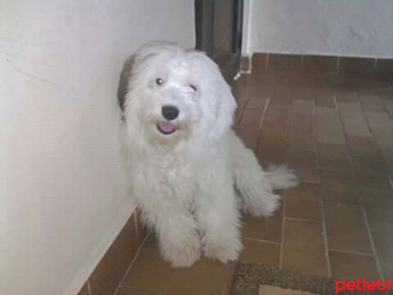 Maltese, Köpek  Tomy fotoğrafı
