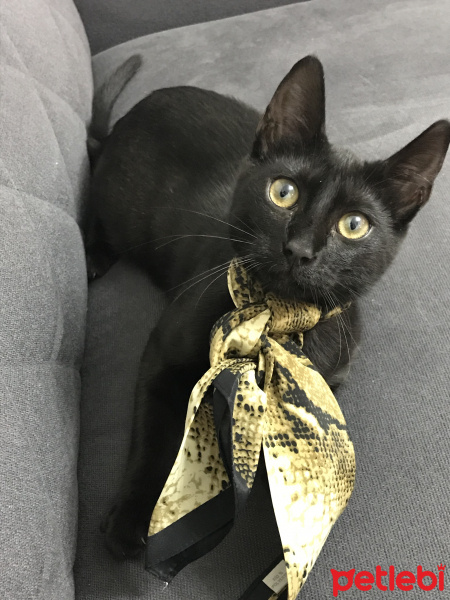 Bombay, Kedi  Arap fotoğrafı