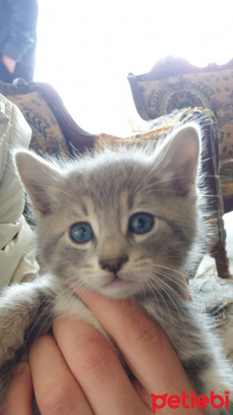 Pixie Bob, Kedi  Pamuk fotoğrafı
