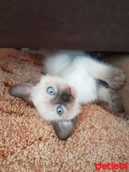 Siyam Kedisi, Kedi  Yavru siyam kedileri fotoğrafı