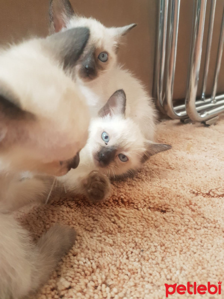 Siyam Kedisi, Kedi  Yavru siyam kedileri fotoğrafı