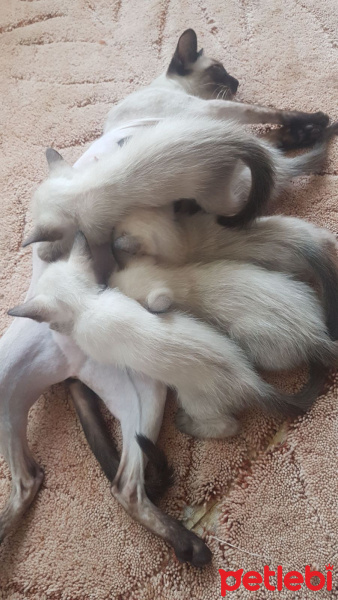 Siyam Kedisi, Kedi  Yavru siyam kedileri fotoğrafı