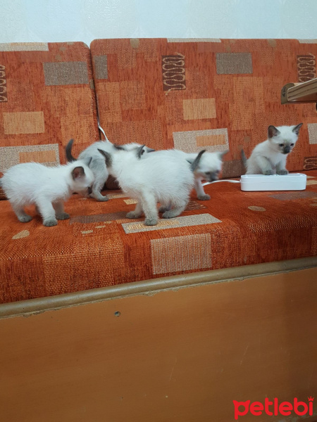 Siyam Kedisi, Kedi  Yavru siyam kedileri fotoğrafı