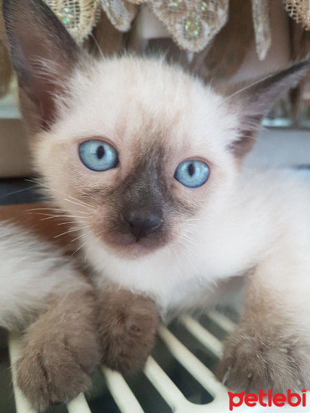 Siyam Kedisi, Kedi  Yavru siyam kedileri fotoğrafı