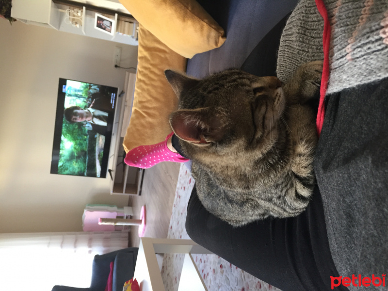 Tekir Kedi, Kedi  Squint fotoğrafı