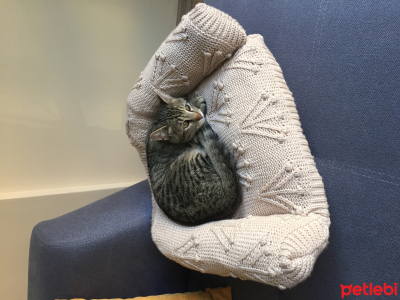 Tekir Kedi, Kedi  Squint fotoğrafı