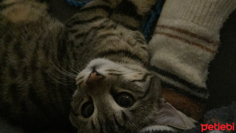 Tekir Kedi, Kedi  Squint fotoğrafı