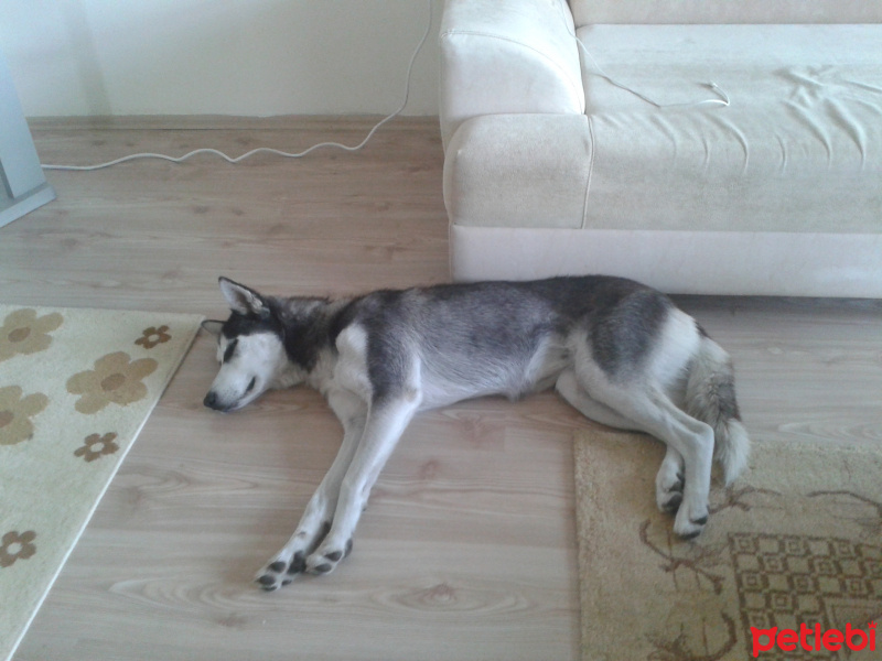 Sibirya Kurdu (Husky), Köpek  Zofia fotoğrafı