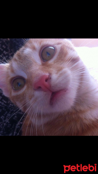 Tekir Kedi, Kedi  MAVİŞ fotoğrafı