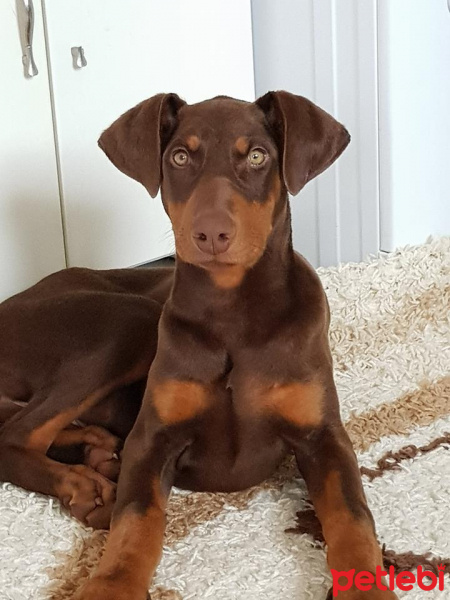 Doberman Pinscher, Köpek  Ela fotoğrafı