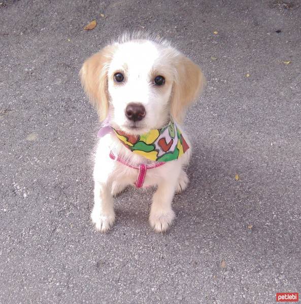 Golden Retriever, Köpek  Lucy fotoğrafı