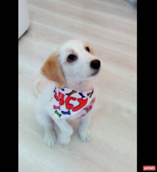 Golden Retriever, Köpek  Lucy fotoğrafı