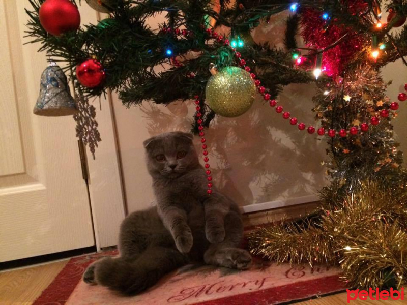 Scottish Fold, Kedi  sheila fotoğrafı