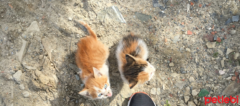 Tekir Kedi, Kedi  Yok fotoğrafı