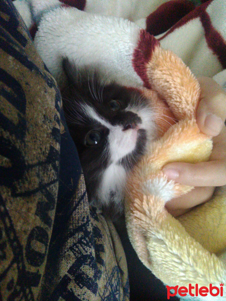 Soke, Kedi  Berat fotoğrafı