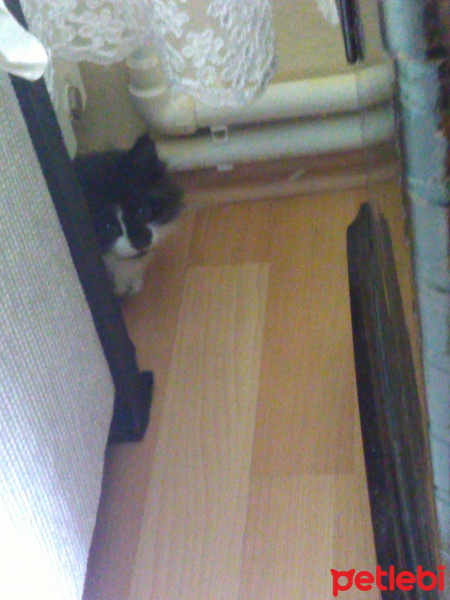 Soke, Kedi  Berat fotoğrafı