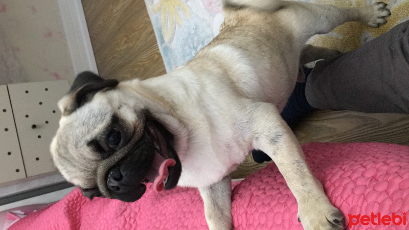 Pug, Köpek  Minik fotoğrafı