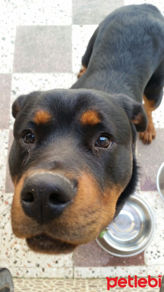 Rottweiler, Köpek  Duman fotoğrafı