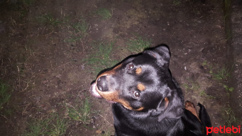 Rottweiler, Köpek  Duman fotoğrafı