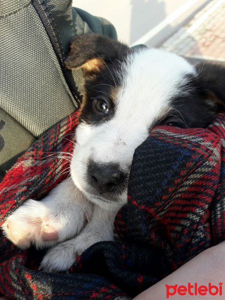 Golden Retriever, Köpek  Alaca  fotoğrafı
