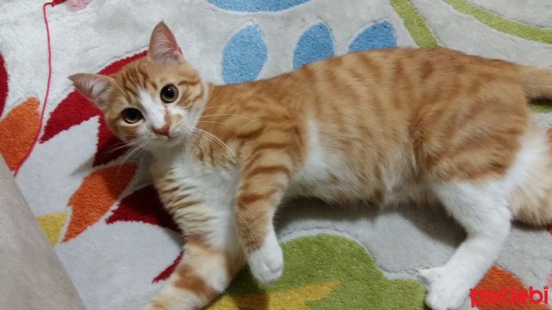 Tekir Kedi, Kedi  NOHUT fotoğrafı