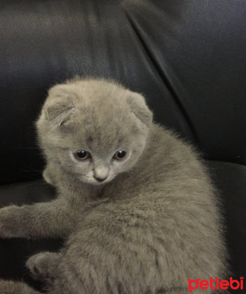 British Shorthair, Kedi  Escobar fotoğrafı