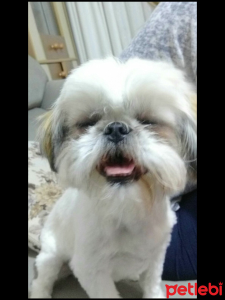 Shih Tzu, Köpek  Shila fotoğrafı