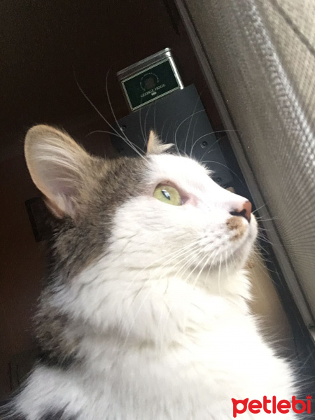 Sibirya Kedisi, Kedi  Leo fotoğrafı