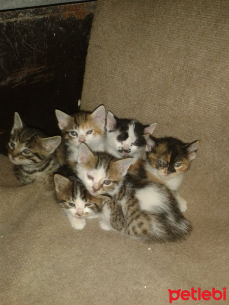 Tekir Kedi, Kedi  Kucuk dostlarimiz fotoğrafı