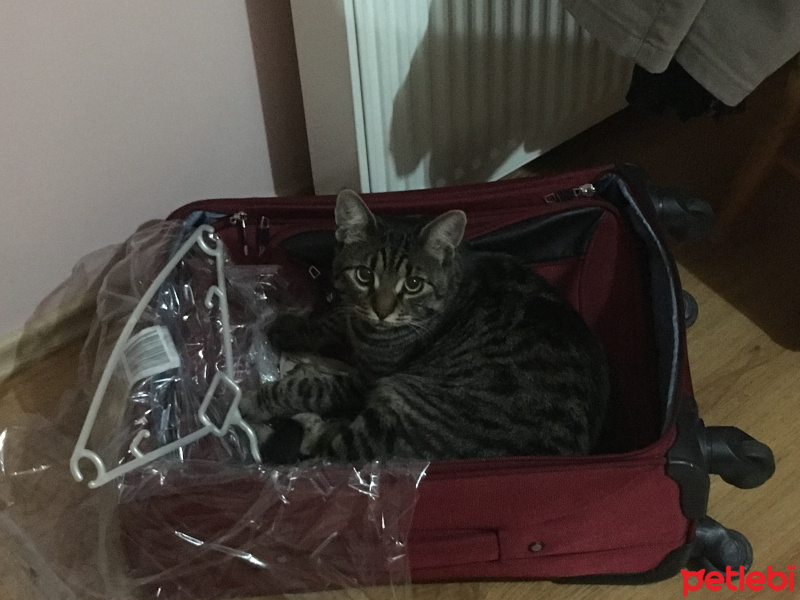 Tekir Kedi, Kedi  Tom fotoğrafı