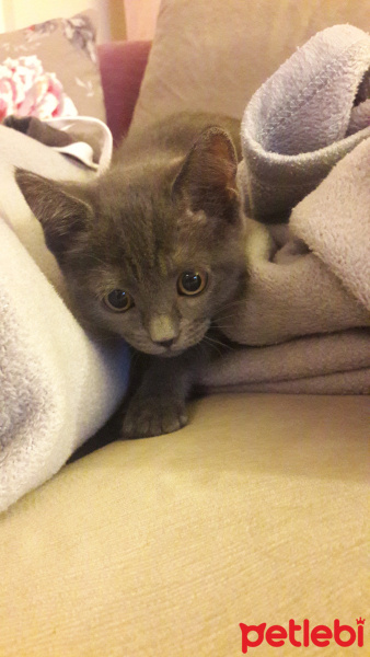 British Shorthair, Kedi  Şurup fotoğrafı