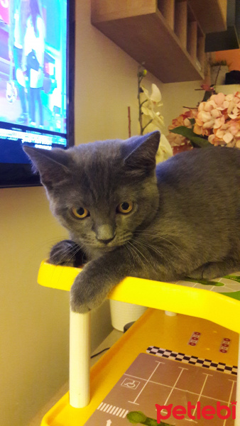 British Shorthair, Kedi  Şurup fotoğrafı