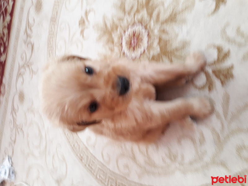 Golden Retriever, Köpek  Max fotoğrafı