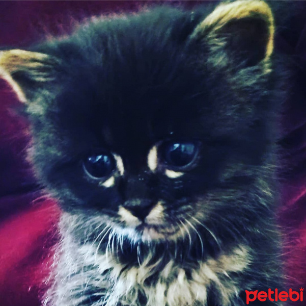 Scottish Fold, Kedi  Sakız fotoğrafı