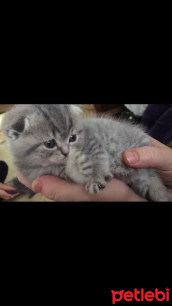 British Shorthair, Kedi  Fıstık fotoğrafı