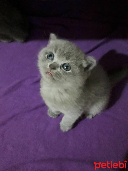 British Shorthair, Kedi  Fıstık fotoğrafı