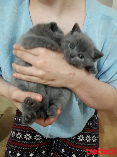 British Shorthair, Kedi  Fıstık fotoğrafı