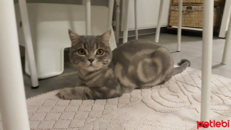 British Shorthair, Kedi  Pati fotoğrafı